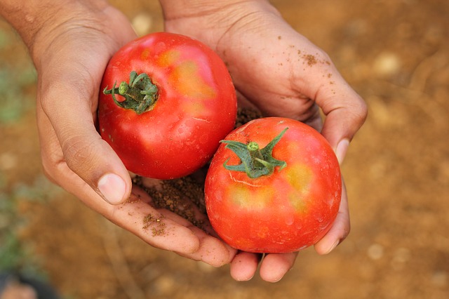 funding-news-agritech-startup-pepper-farms-raises-rs-7-3-cr